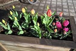 Fleurs de Lionel, notre formateur